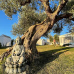 retraite-yoga-pouilles-italie-bouddha